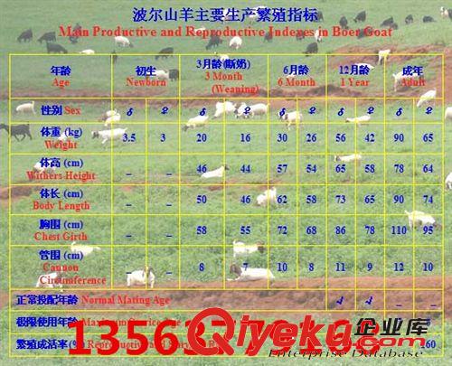 波尔山羊的种羊价格 50只波尔山羊多少钱 陕西有波尔山羊吗