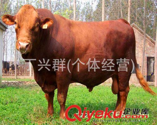 广西今年肉牛价格 养殖肉牛