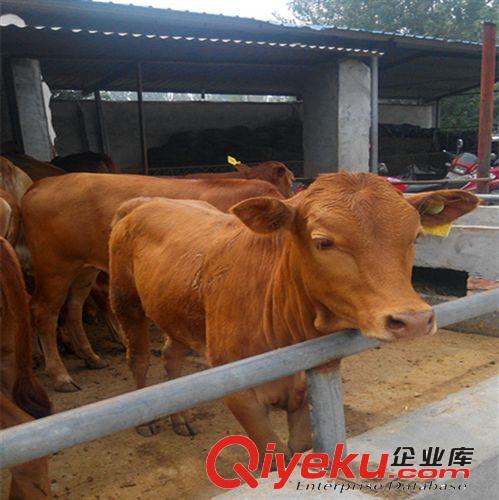 肉牛一口价 两千元送到家 今日买鲁西黄牛肉牛送您特大惊喜