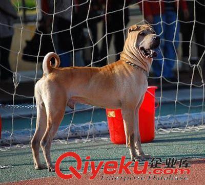 发展新型肉狗养殖 本厂供应肉狗 名贵犬 格力犬各种宠物狗