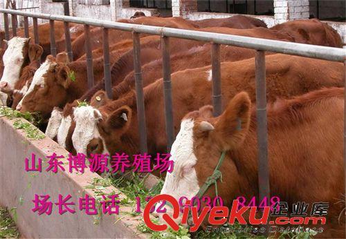 肉牛养殖场 西门塔尔牛小牛价格 小牛养殖技术