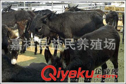 安徽肉驴养殖场 江西肉驴养殖场 河北肉驴养殖场 肉驴