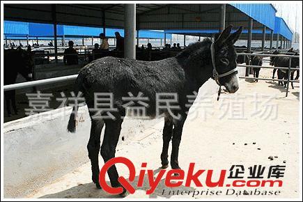 肉驴养殖场 德州肉驴 肉驴的价格 2012年肉驴价格 山东肉驴价格