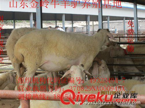 小尾寒羊育肥羊多少钱山东小尾寒羊怀孕羊养殖18354795228