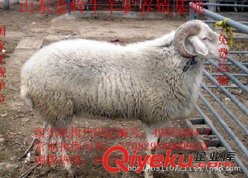 小尾寒羊种公羊多少钱山东肉羊养殖场 免费运输货到付款