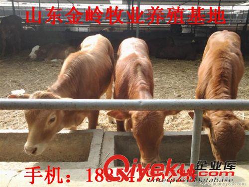 哪里有鲁西黄牛养殖场  鲁西黄牛价格山东金岭牧业肉牛养殖基地