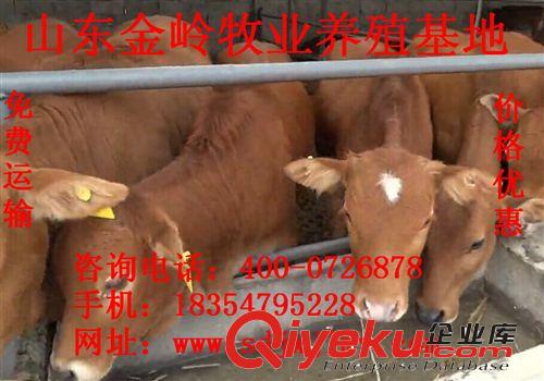 供应鲁西黄牛，西门塔尔牛，肉牛价格 任意挑选免费送货上门
