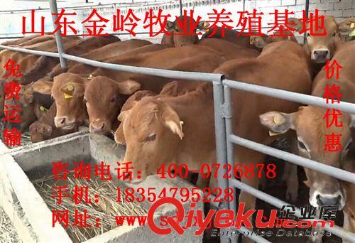 供应夏洛莱牛养殖，鲁西黄牛养殖现在肉牛多少钱一头400-0726878