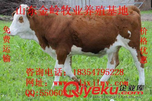 供应鲁西黄牛，西门塔尔牛，利木赞牛，山东肉牛多少钱一头