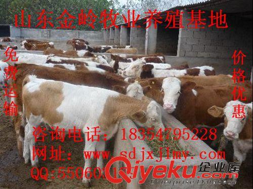 供应肉牛价格 肉牛养殖成本 西门塔尔牛肉牛犊养殖 免费运输