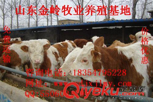 2014年{zx1}成品牛西门塔尔牛价格，山东肉牛犊多少钱一头