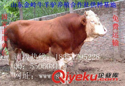 供应西门塔尔牛 肉牛小牛价格 肉牛品种 国家正规扶贫单位