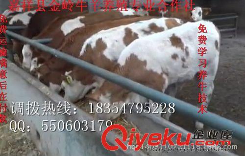 供应肉牛的饲养标准，2014年肉牛市场，贵州肉牛养殖基地