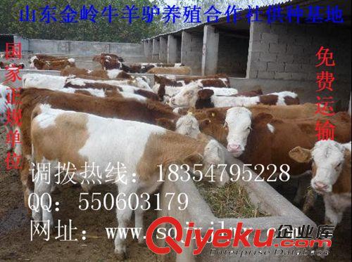供应肉牛饲料，肉牛的市场行情，湖北肉牛养殖基地