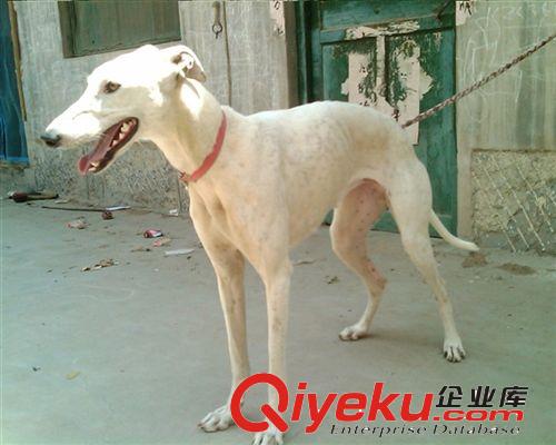 大小格力犬 格惠串 灵缇犬 猎兔犬撵兔犬