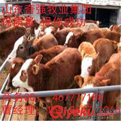 西门塔尔牛犊 种牛肉牛犊西门塔尔牛犊多久出栏？西门塔尔牛屠宰