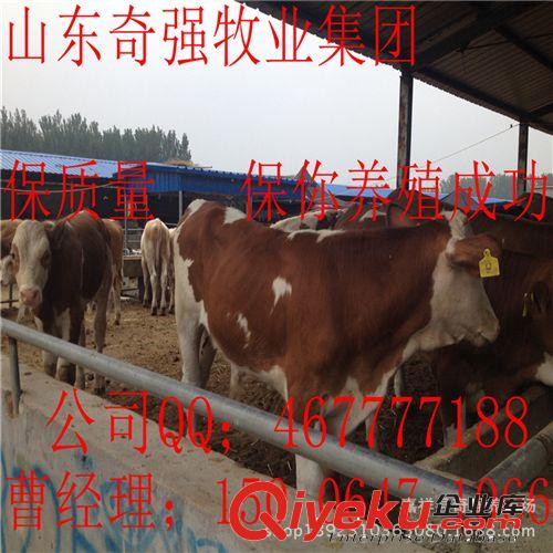 常年供应：西门塔尔，利木赞，夏洛莱牛，牛犊，种牛，架子牛