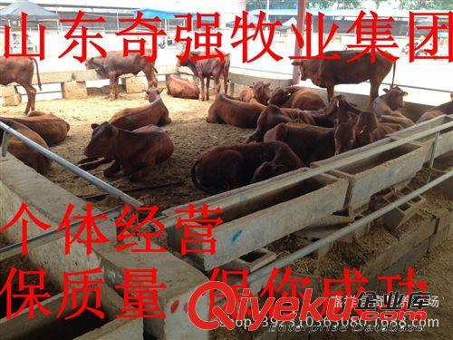 纯种利木赞 鲁西黄 夏洛莱 贵州肉牛养殖场 肉牛养殖