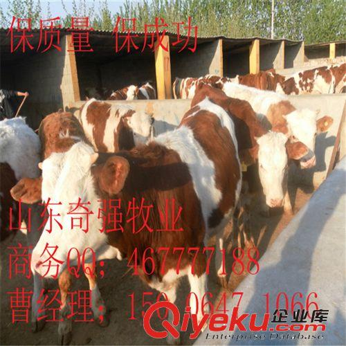 山东奇强牧业 供应 大量西门塔尔牛犊种牛架子牛内蒙适合养殖牛吗