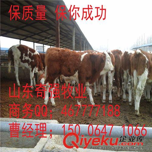 养殖西门塔尔牛犊效益？西门塔尔肉牛多久出栏？架子牛长势如何？