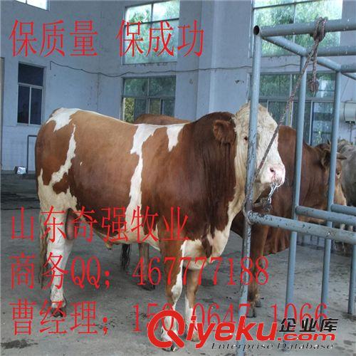 重庆有养牛的吗？养牛效益如何？哪里有纯种西门塔尔牛犊、架子牛