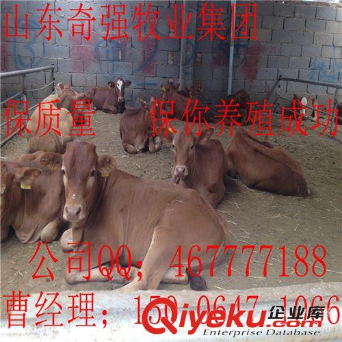 鲁西黄牛出肉率在多少？鲁西黄牛肉牛 肉牛养殖技术 屠宰牛价格。