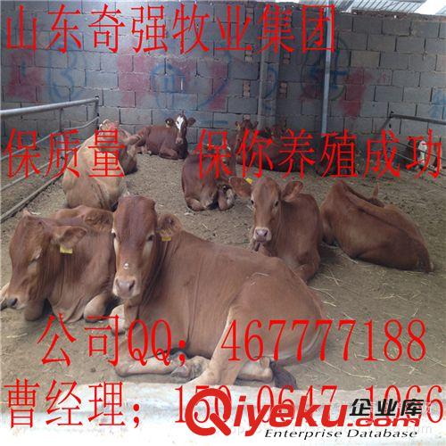 鲁西黄牛牛犊 肉牛价格 肉牛饲养 养殖肉牛效益 纯种价格在多少