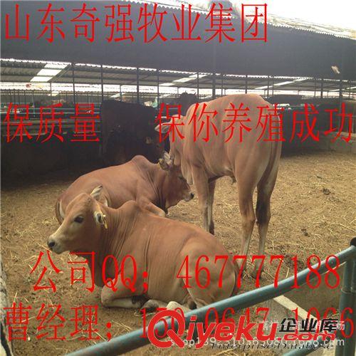 鲁西黄牛行情怎么样？鲁西黄牛犊月增重多少？鲁西黄牛种牛多重？