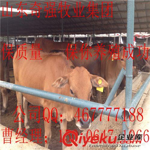 鲁西黄牛犊育肥效益？鲁西黄牛小牛多久出栏？鲁西黄牛种牛犊、