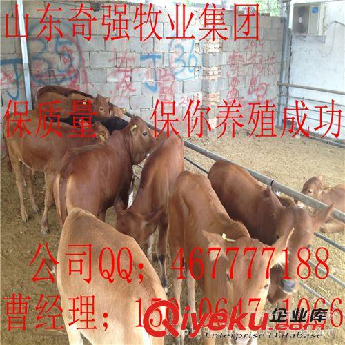 鲁西黄牛种牛犊 肉牛犊 小牛多久出栏 广东适合养牛么？肉牛育肥