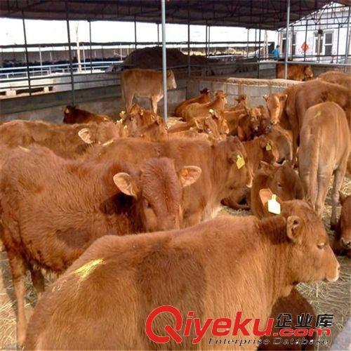 湖南养牛场 鲁西黄牛犊 种牛犊 架子牛 肉牛屠宰率多少？