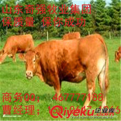 纯种鲁西黄牛有什么特点？鲁西黄牛犊种牛犊架子牛哪里有鲁西黄牛