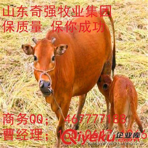 哪里有好牛犊？育肥牛架子牛种牛犊 贵州适合养殖鲁西黄牛吗？