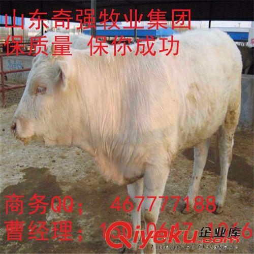夏洛莱牛一年出栏、年增重2300斤、养殖牛养殖技术 养殖饲养管理