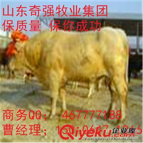 养什么牛效益快 夏洛莱牛犊 种牛犊 小牛 长势快 一年增重2000斤
