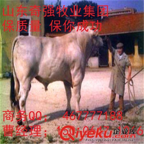 山东养殖场  个体经营 夏洛莱牛 西门塔尔牛 鲁西黄牛 小牛犊种牛