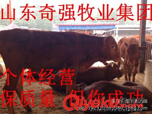 利木赞牛犊月增重多少？利木赞种牛多大可以配种利木赞牛屠宰率？
