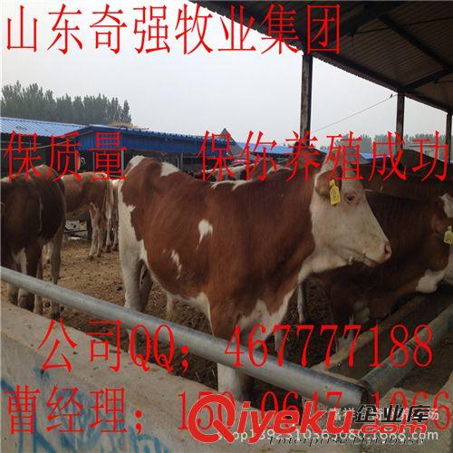山东养牛场、鲁西黄牛犊 西门塔尔小牛 利木赞牛犊 育肥肉牛 种牛