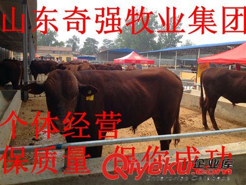 广西养牛场 利木赞牛犊 西门塔尔牛犊 鲁西黄牛 架子牛 种牛犊 。