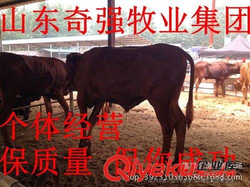 哪里有利木赞牛犊小牛犊？种牛犊 架子养殖牛效益如何？量大优惠