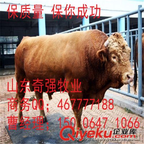 利木赞牛养殖效益如何？哪里有利木赞种牛？利木赞肉牛犊效益？