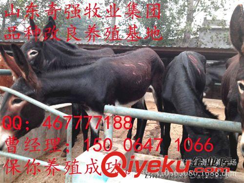哪里有小驴驹？肉驴价格 什么驴好养 养驴效益 肉驴多久出栏？