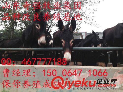 山东养驴场 新出栏 德州驴 小驴驹 种公驴 改良驴品种 = 量大优惠