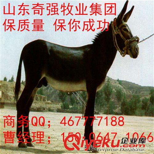 养殖驴效益怎么样？哪里有好驴？山东奇强牧业 种驴驹 小驴 驴驹