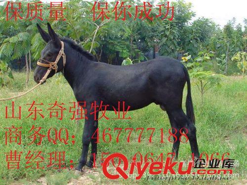 哪里有驴？种驴驹 小驴苗 育肥驴什么品种好？养殖驴技术养殖效益