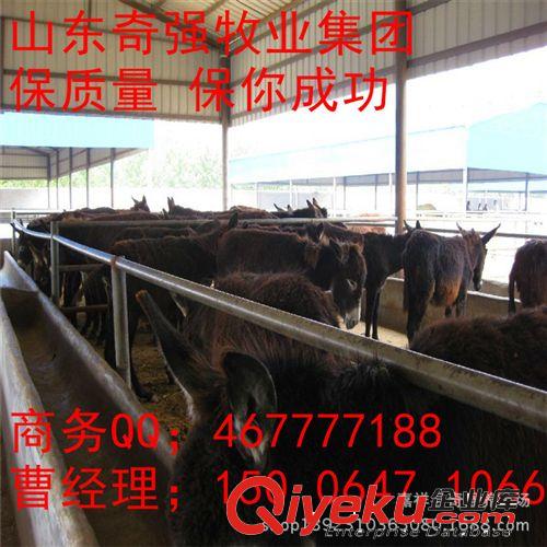 山东奇强牧业  种驴驹场 小驴驹 驴养殖技术 养驴管理 养驴效益