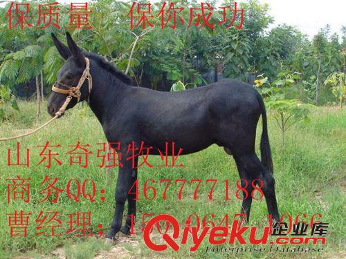 贵州种驴养殖场 供应德州驴 三粉驴 小驴 免费运输 提供养殖技术