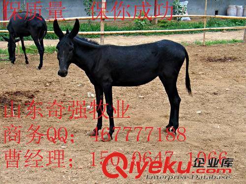 山东养驴总场  德州驴  关东驴 三粉驴 种驴 驴驹 养驴技术