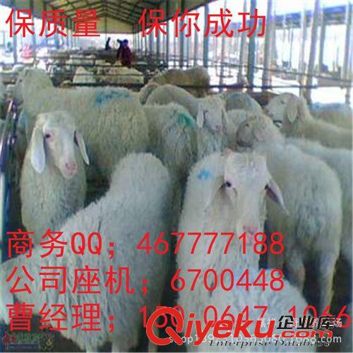 供应小尾寒羊羔 种公羊 种羊 怀孕母羊 丽江适合养殖小尾寒羊吗？