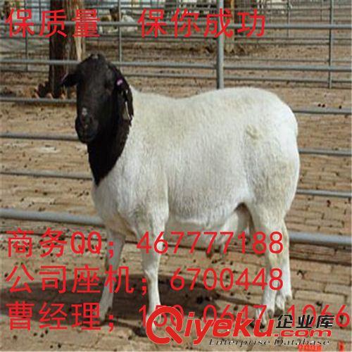 全国公认品种 杜泊绵羊羊羔 种公羊 长势快 出肉率高 繁殖性能高